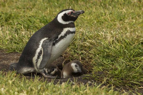 Sea Lion Island Magellanic penguin and chicks